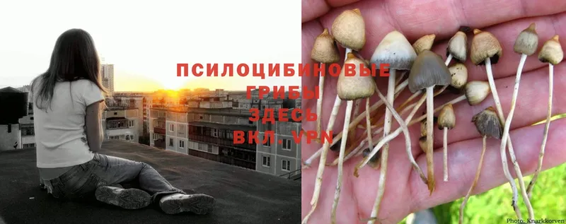 Псилоцибиновые грибы MAGIC MUSHROOMS  нарко площадка состав  Кашин 